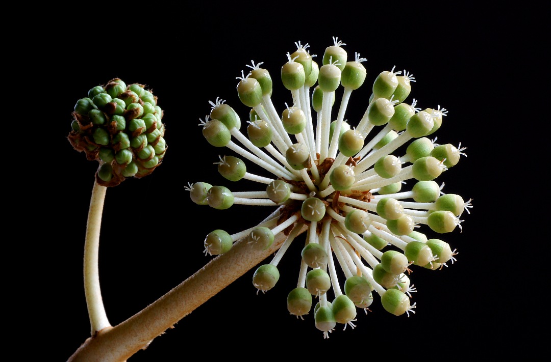 Fatsia Japonica on black background
