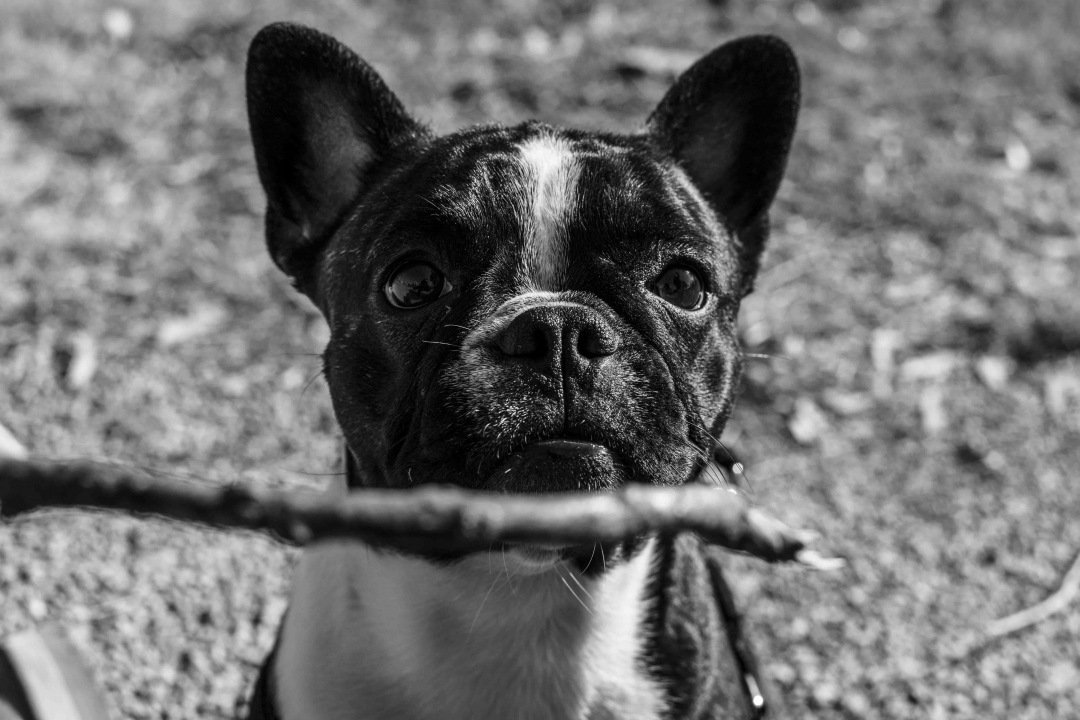 Bulldog playing with twig