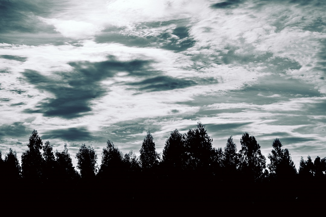silhouette of trees over storm sky