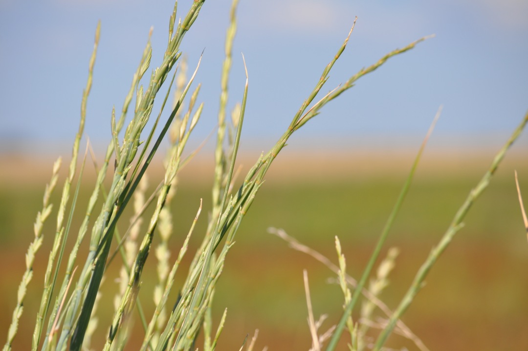 a close up of a tall grass plant