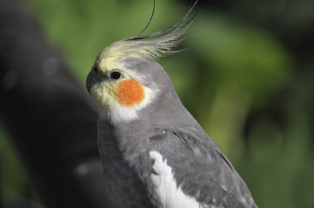 exotic bird