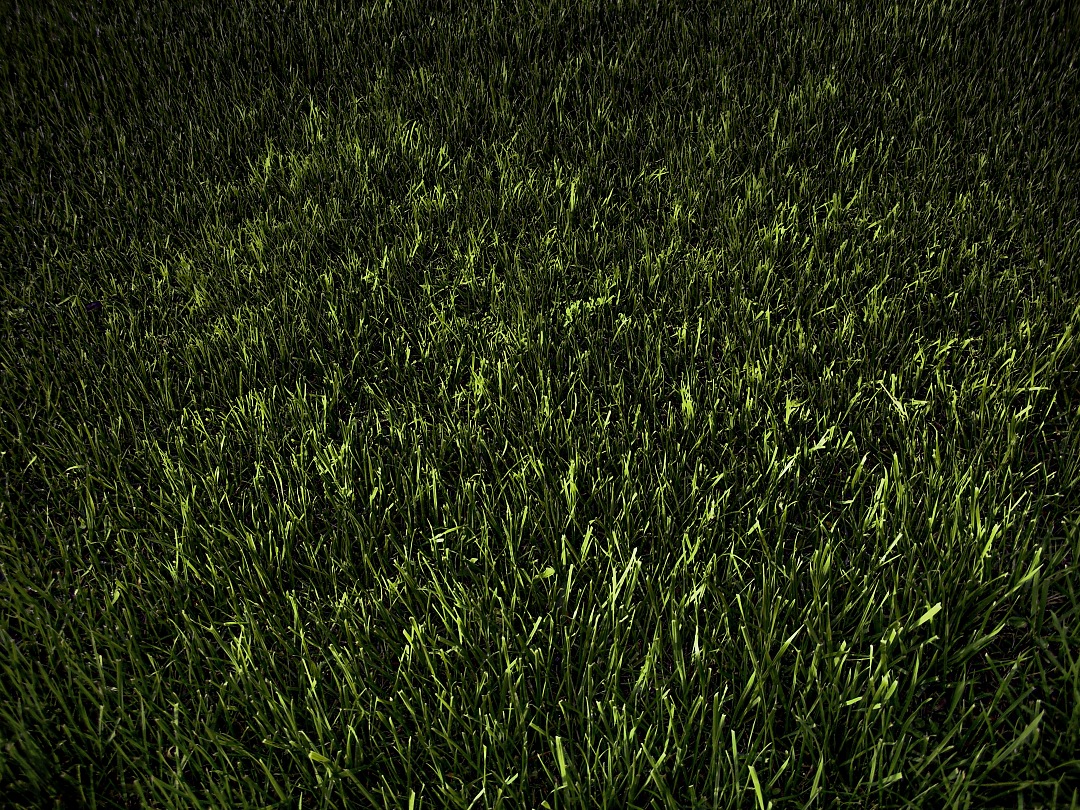 Green grass texture