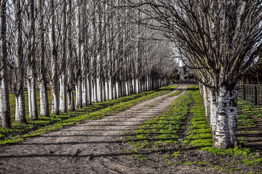 dirt road in rural landscape