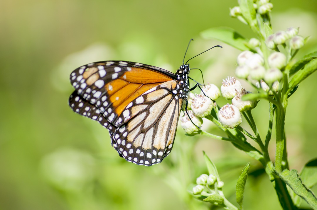  butterfly rest on flower