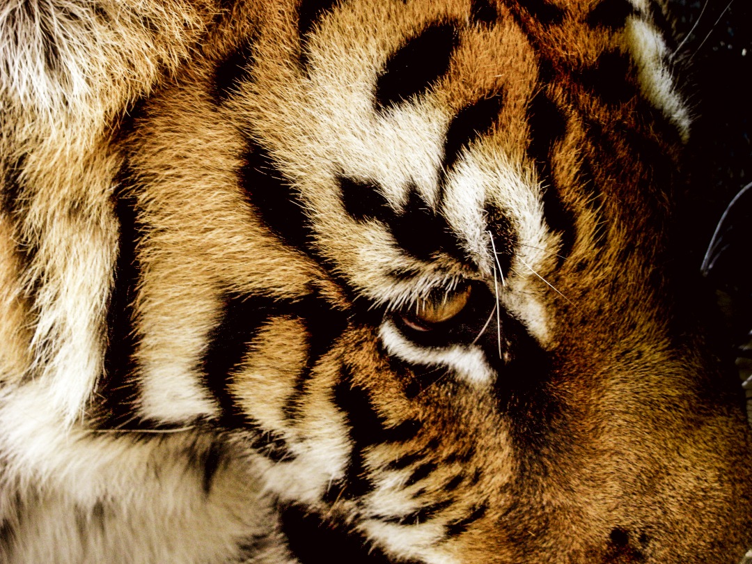 Feline Tiger Drama texture