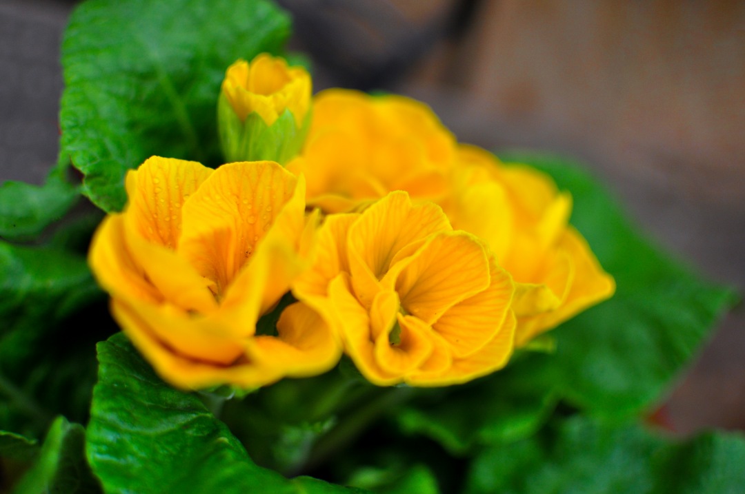Yellow flower