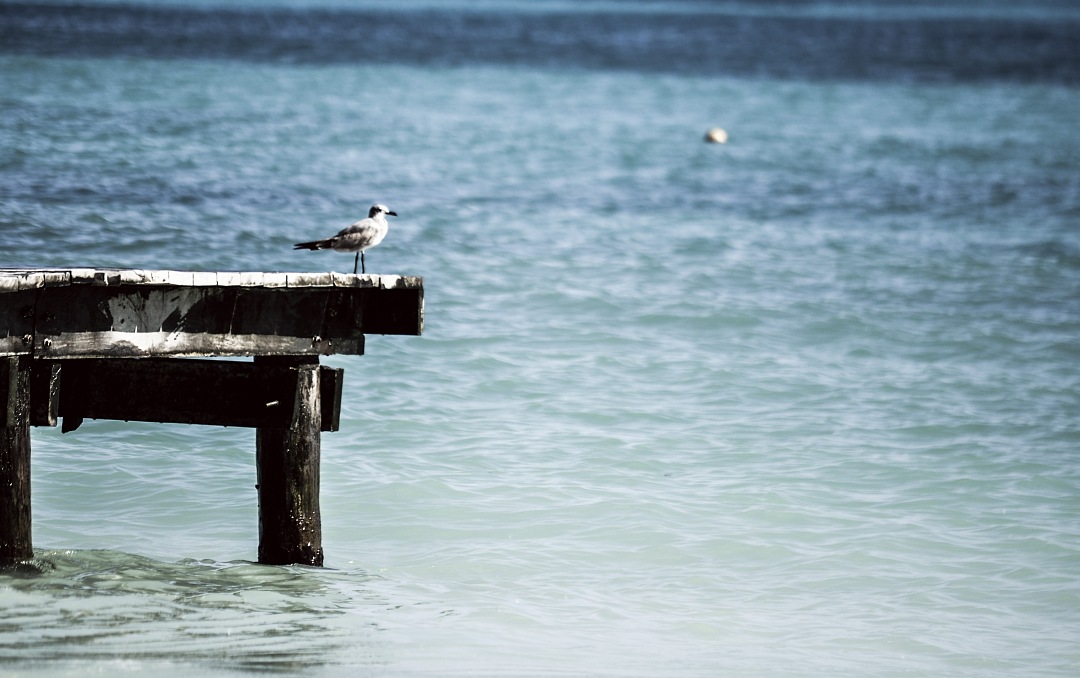 a bird sitting on a dock in the water