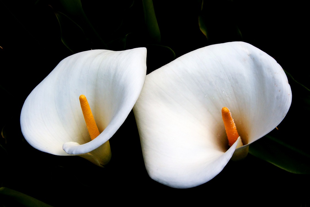 Calla lily flowers in black background