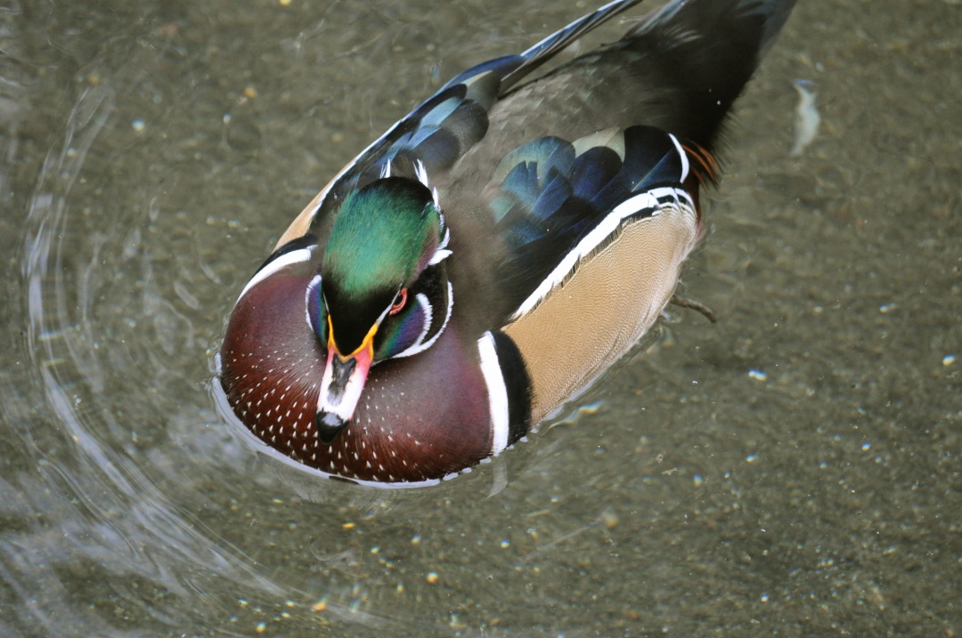 Top View duck swimming in water