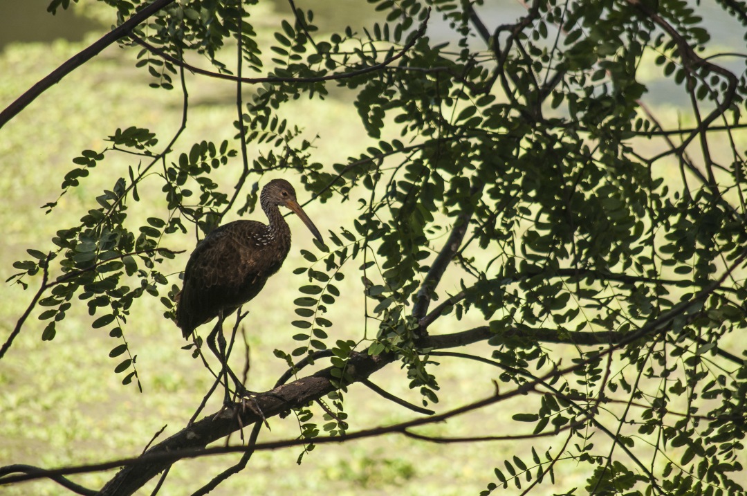 bird on branches