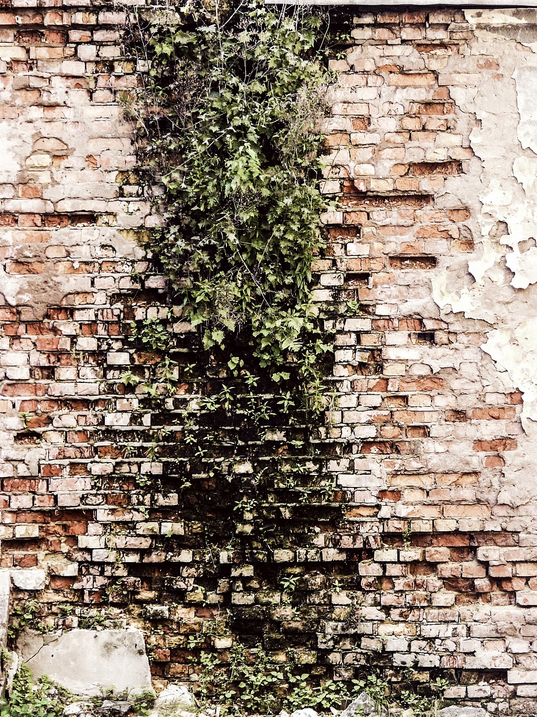 Texture Brick Wall