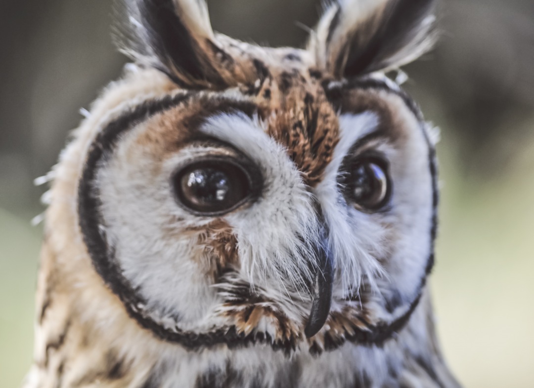 owl head and eye close-up