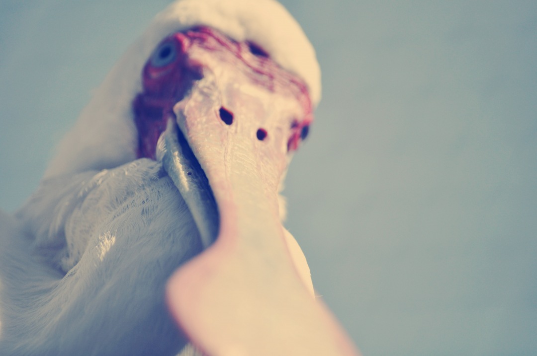 Bird  down view