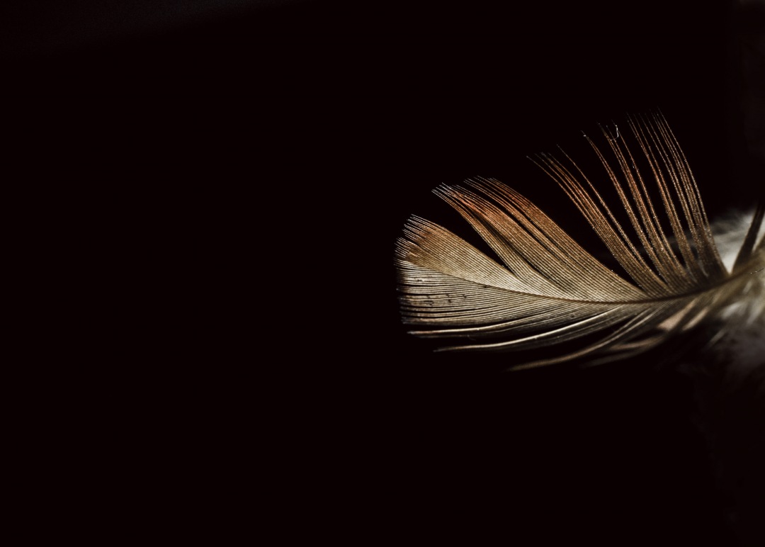 feathers on black background