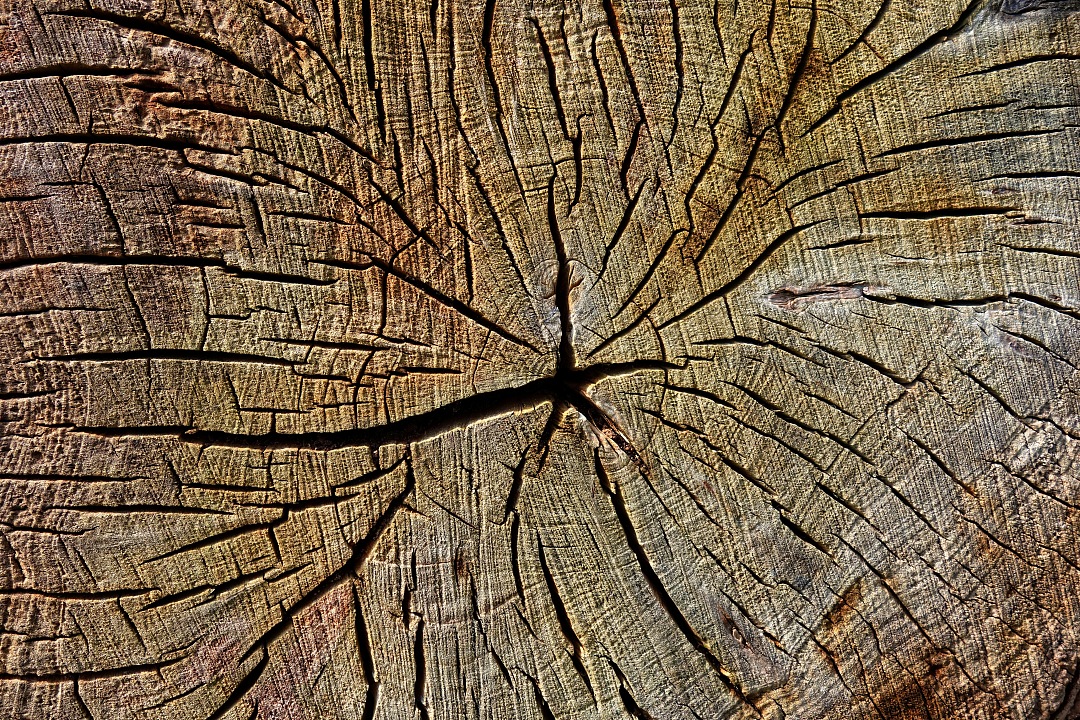 Texture wood of  broken trunk