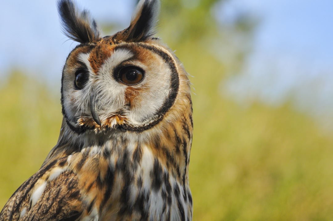 owl looking to the side