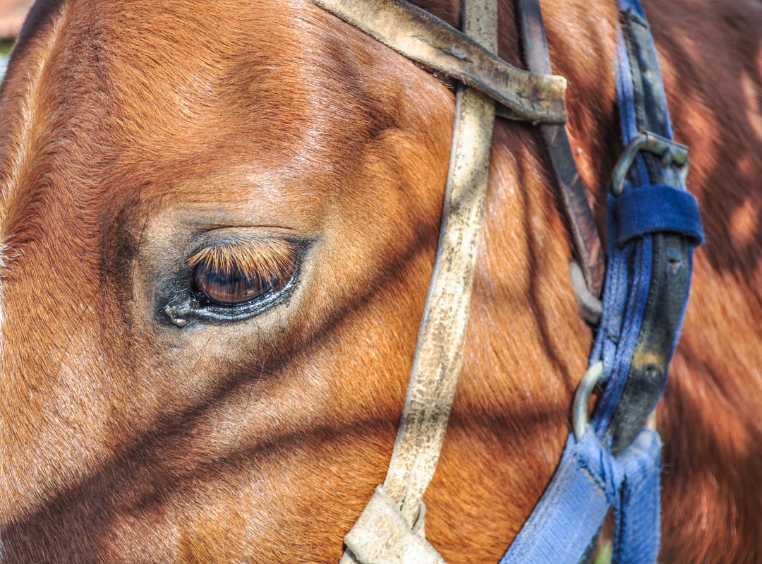 a close up of a horse ' s head