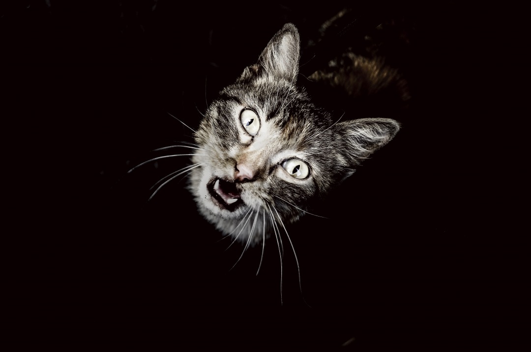 Top view of dramatic cat with black background