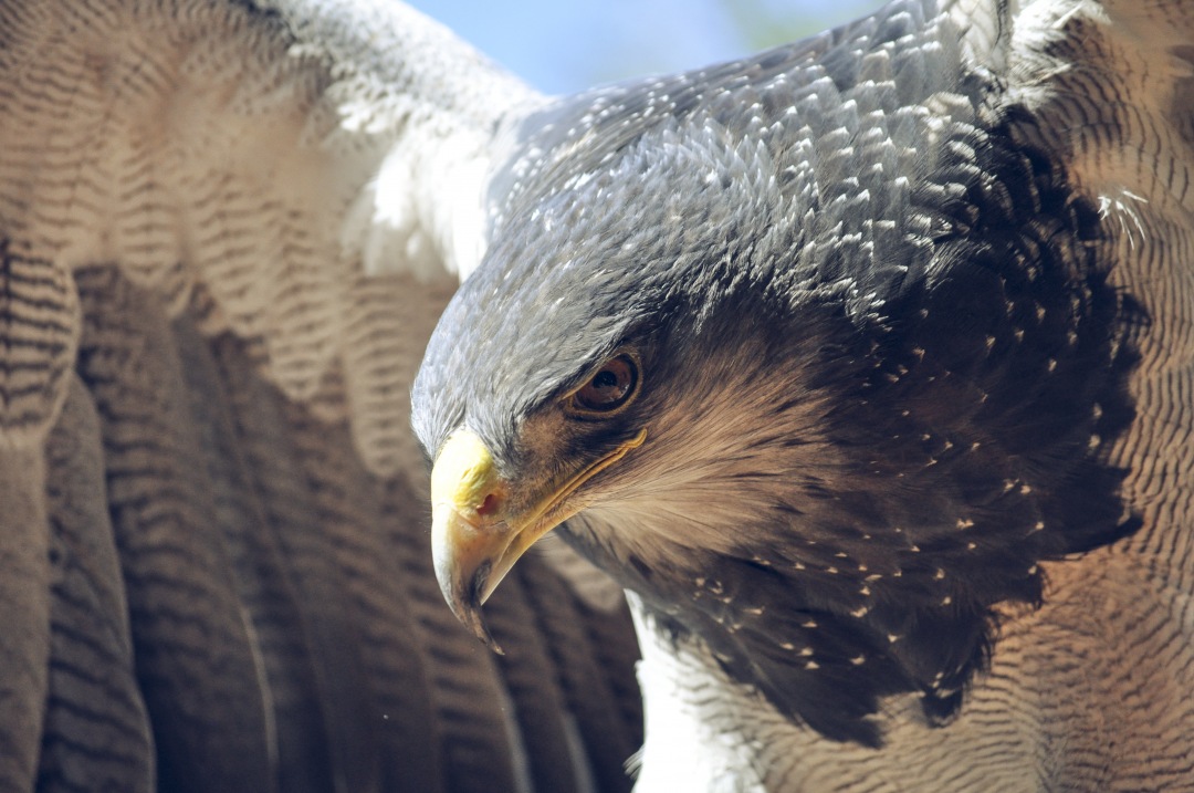 close-up of flying eagle