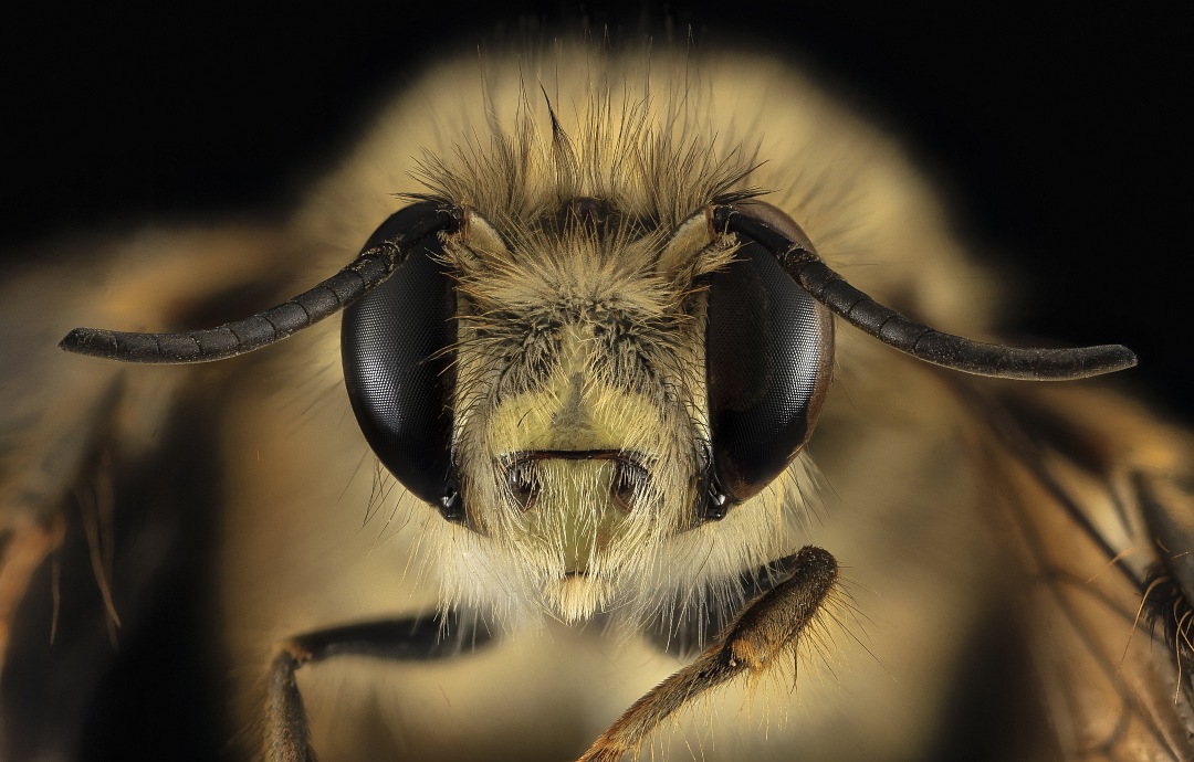 Japanese Bee in America Anthophora villosula