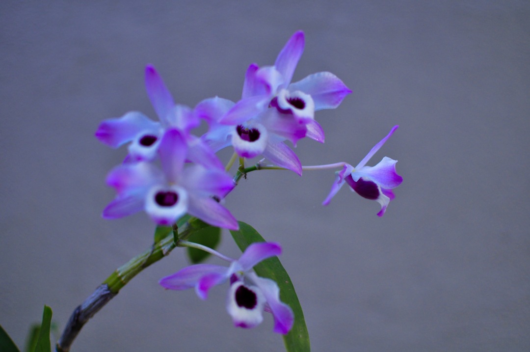 Violet Flowers blur focus