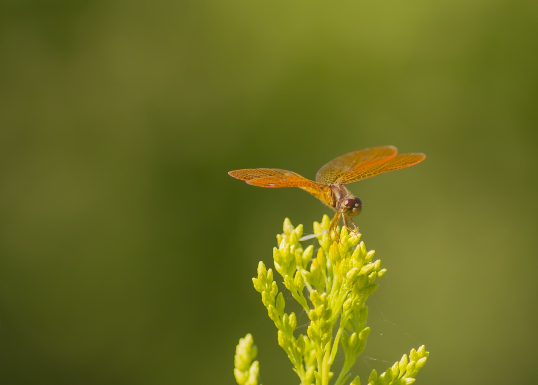 dragonfly insect on nature