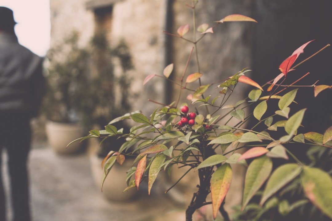 This captivating image captures the serene moment of a man walking leisurely down a picturesque street, flanked by lush trees heavy with ripe fruits. The sunlight filters through the foliage, creating a warm and inviting atmosphere. Perfect for projects related to healthy living, nature, or urban gardening, this scene encapsulates the harmonious blend of urban life and the natural world.