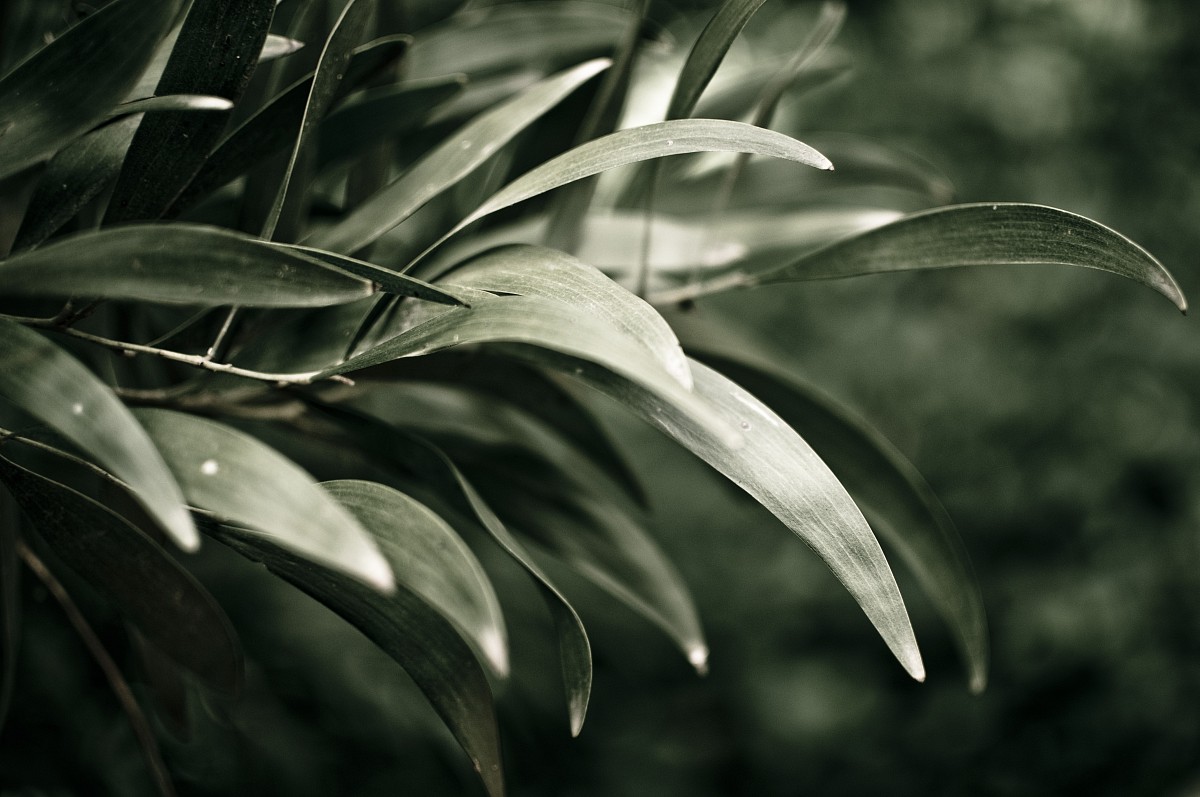 leaf nature freshness plant green color dark leaves close-up