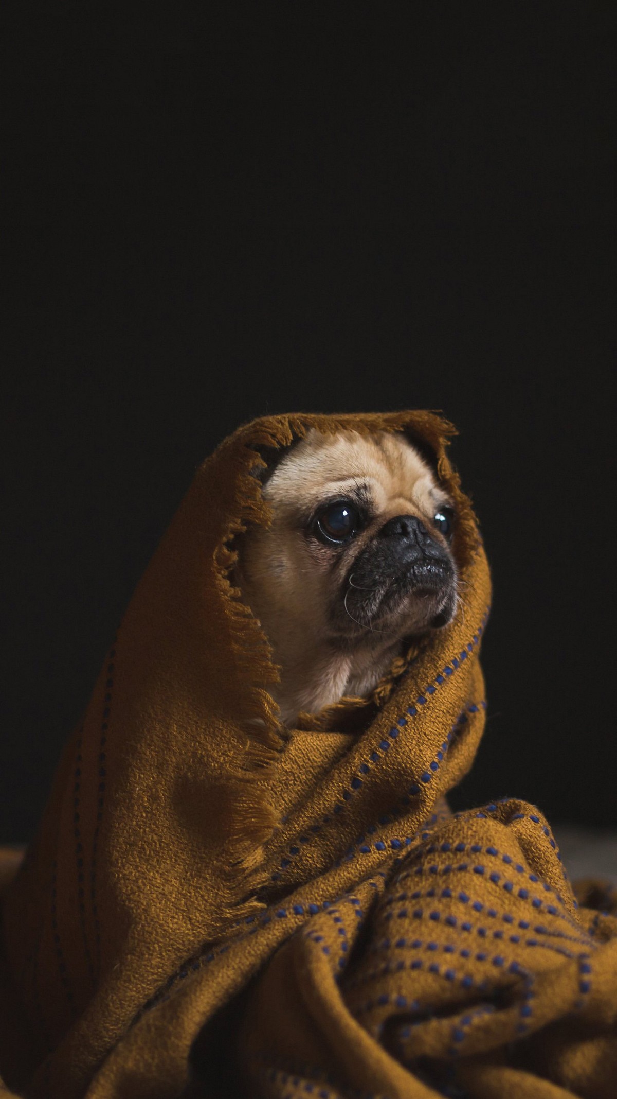 dog wrapped in a blanket