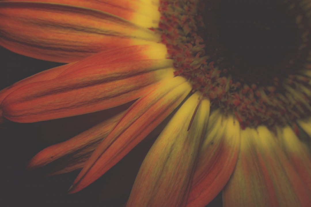 Macro Gervera flower close-uo