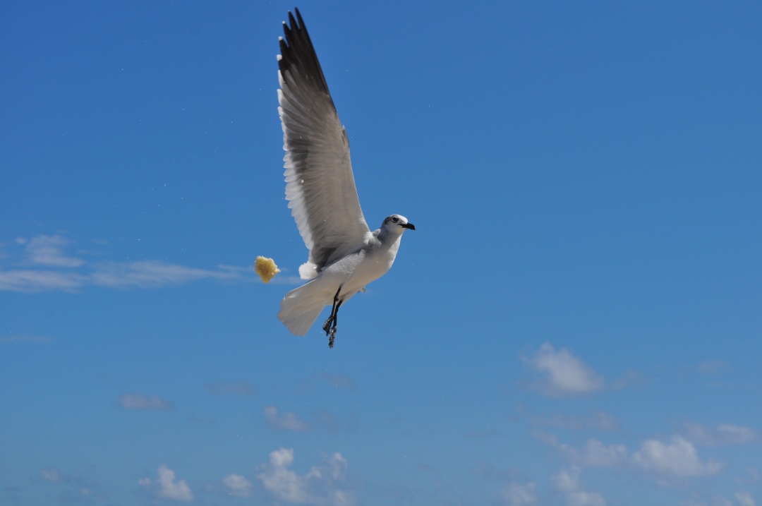 Seagull flying on blue sky