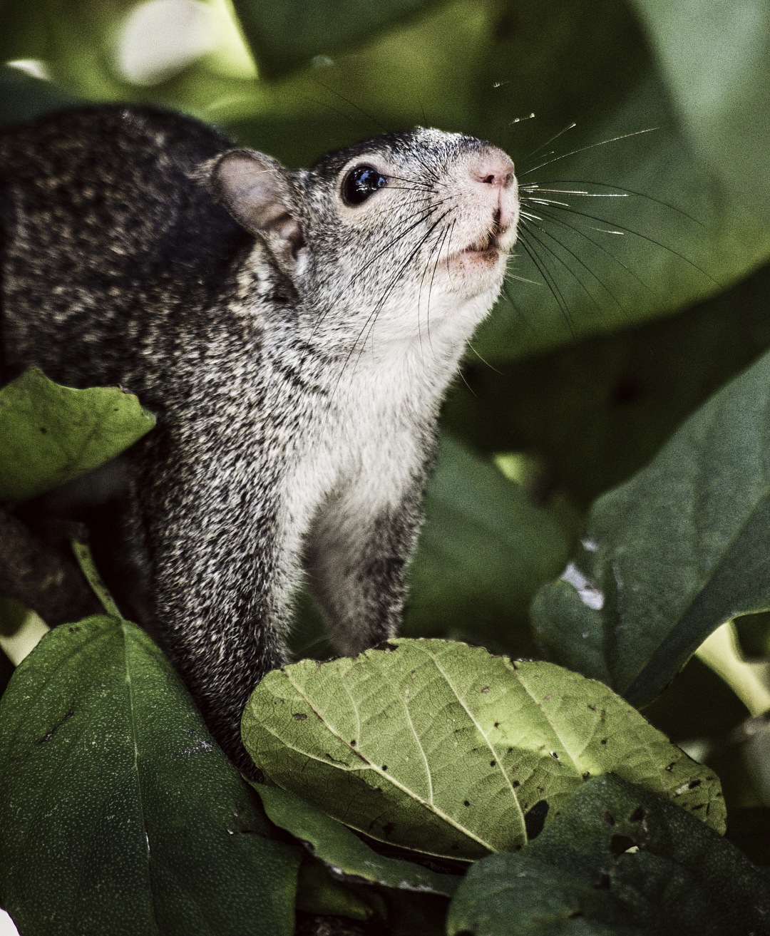 squirrel poke out tree leaves