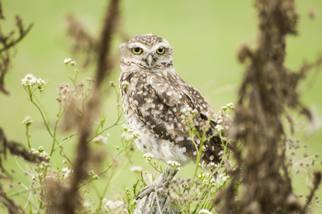 owl rest on green forest