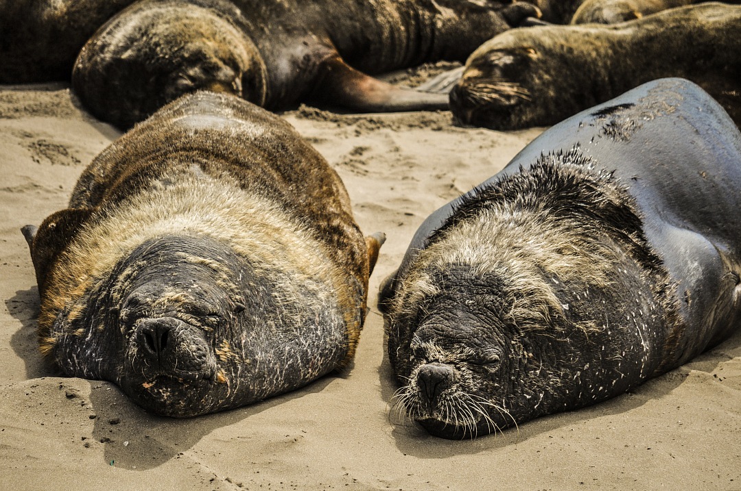 sea lions resting on a beach in South America