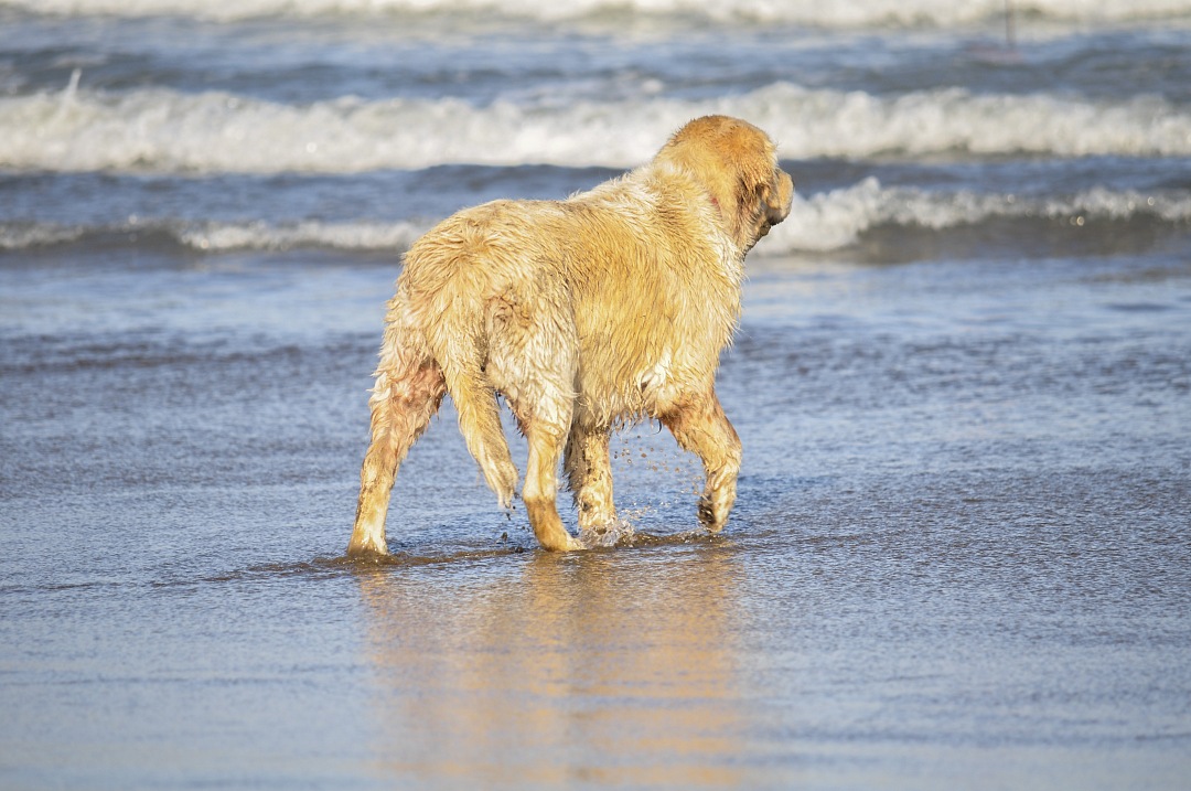 Dog walking on beach