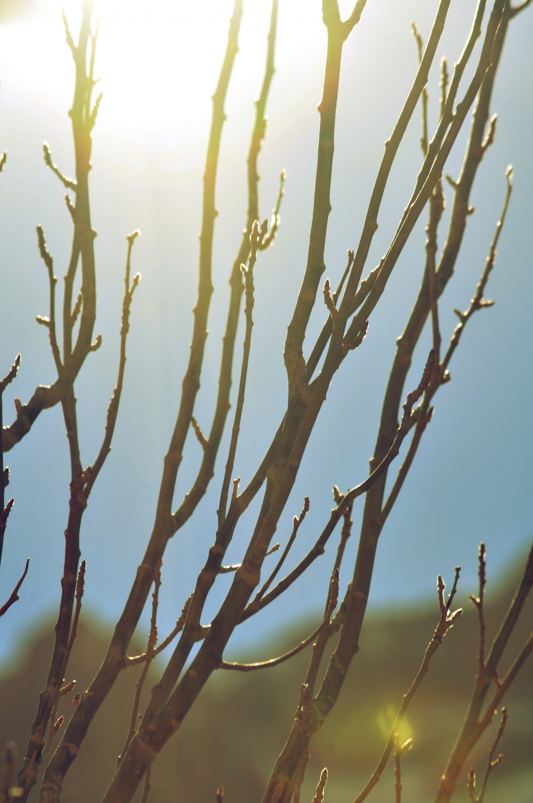 Sunset Tree nature