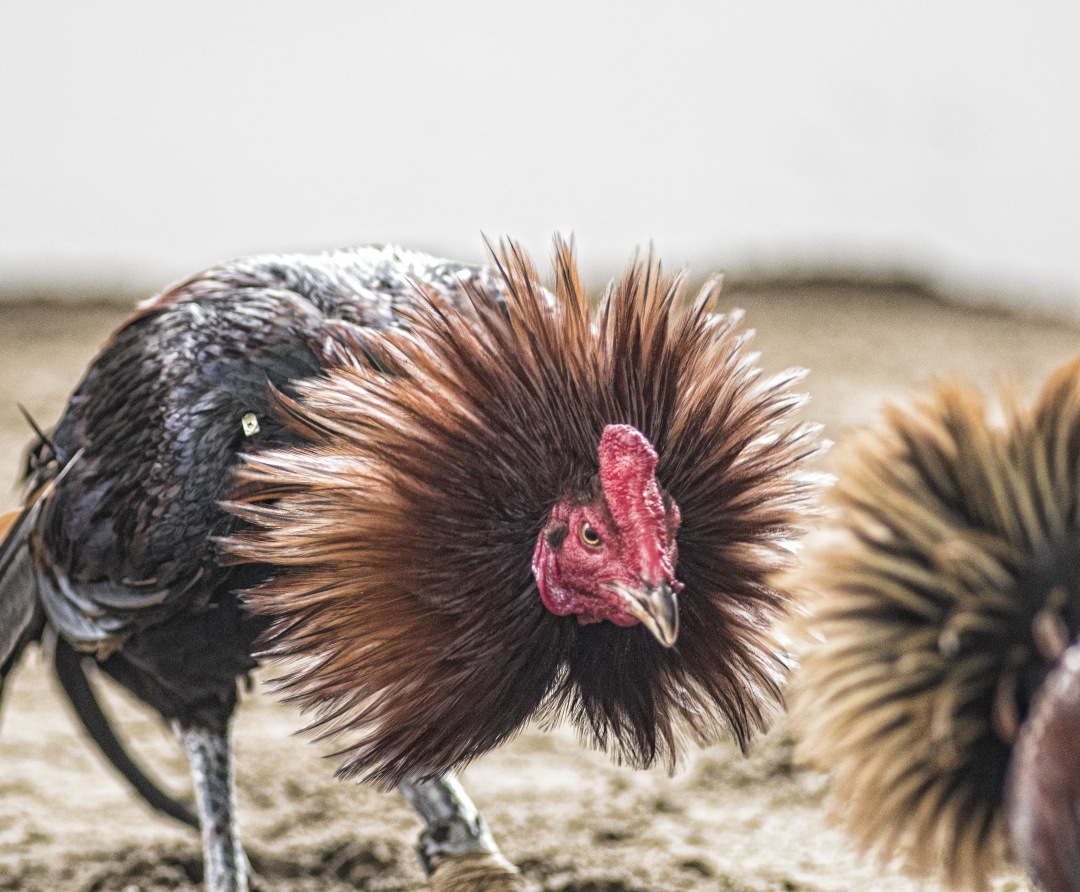 fighting cocks in position attacking