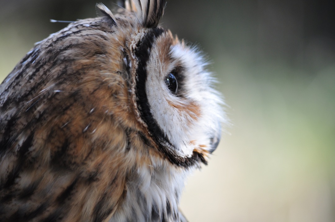 a close up of a bird with a blury background