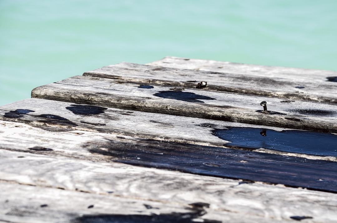 a bird sitting on a wooden dock in the water