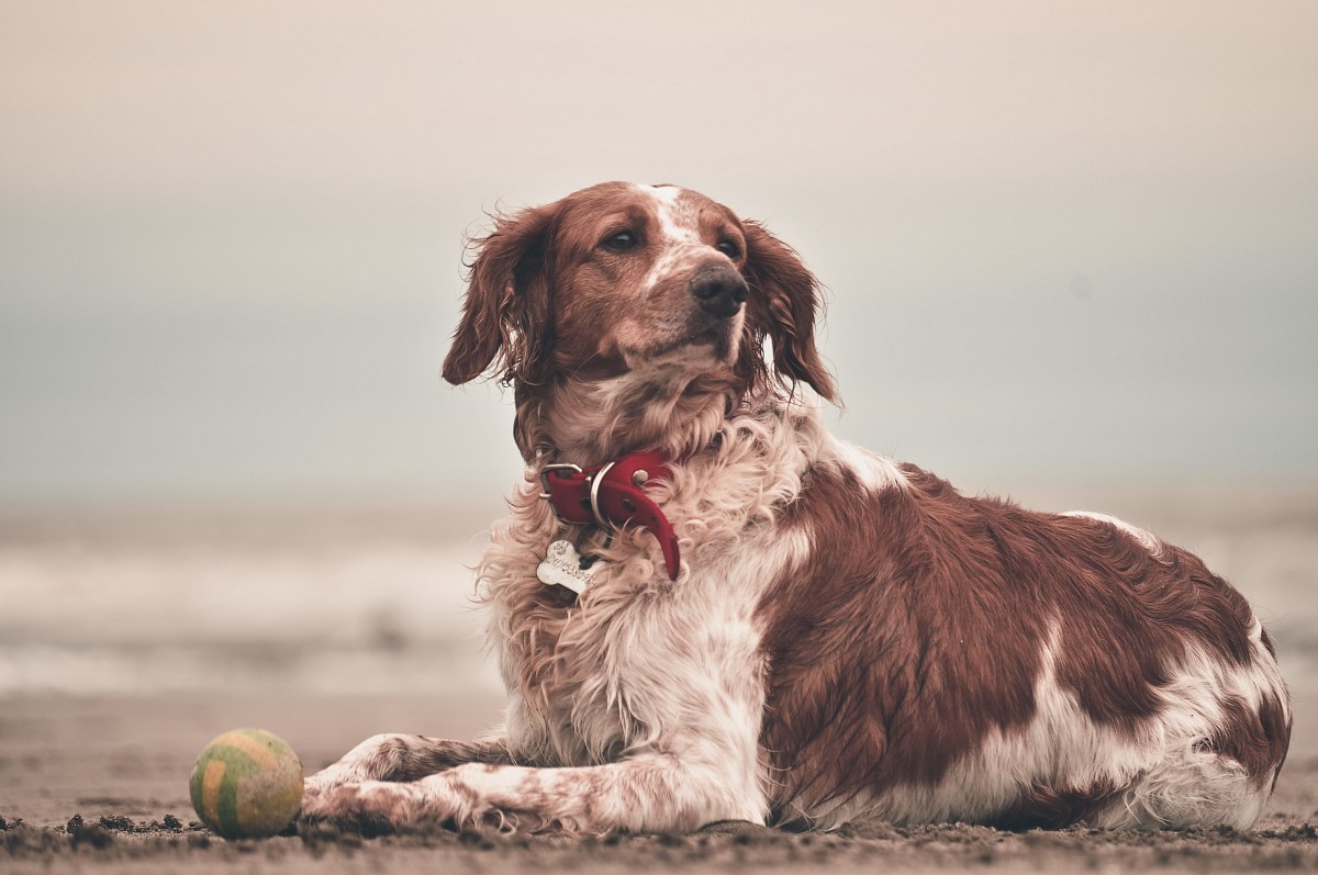 A dog resting by the beach with a ball