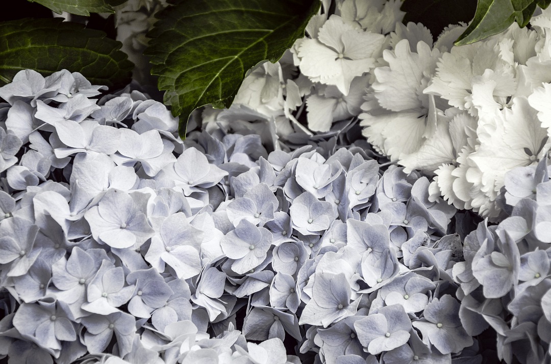 Immerse yourself in a serene ambiance with this captivating background of delicate white flowers. Perfect for enhancing invitations, blog posts, or any creative project that seeks a touch of natures beauty and purity. The soft hues and intricate details of the floral composition offer versatility for both personal and professional use, making it an ideal choice for designers and marketers looking to evoke tranquility and elegance.
