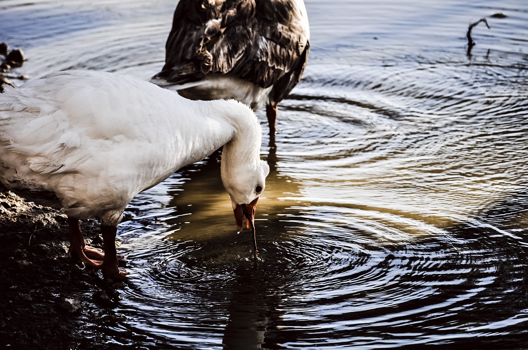 ducks drinking on a lake at Germany