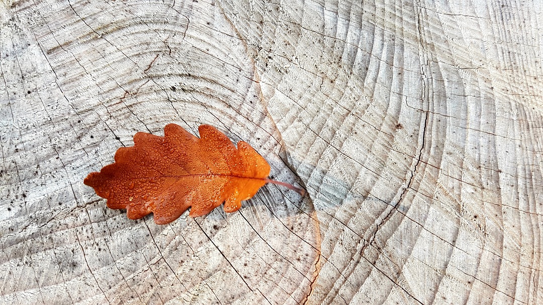 Texture wood white