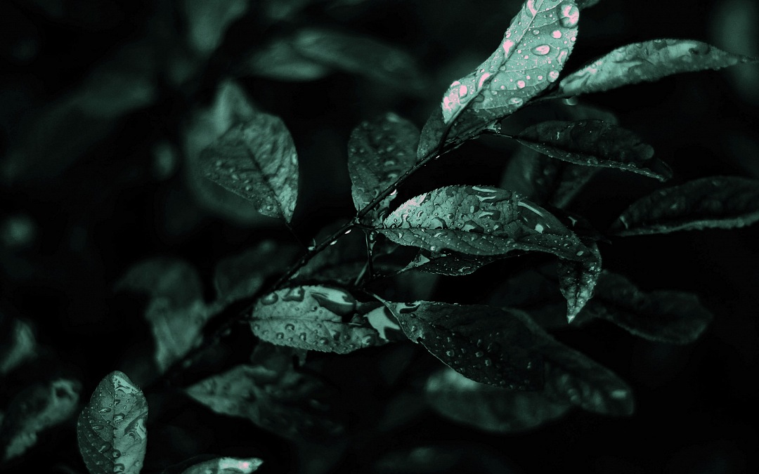 Nature Dark Leaves Macro Depth
