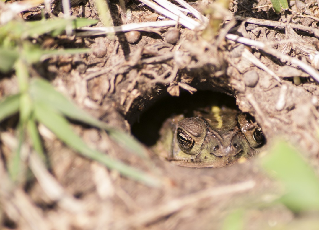 Frog