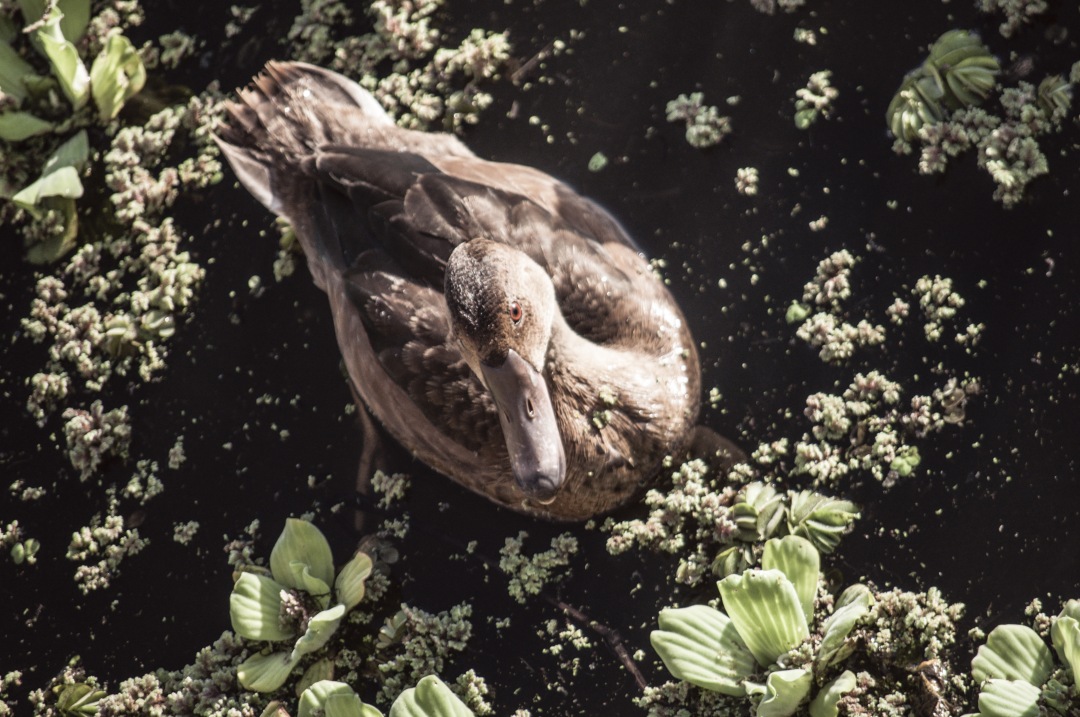 Duck on Black Lake