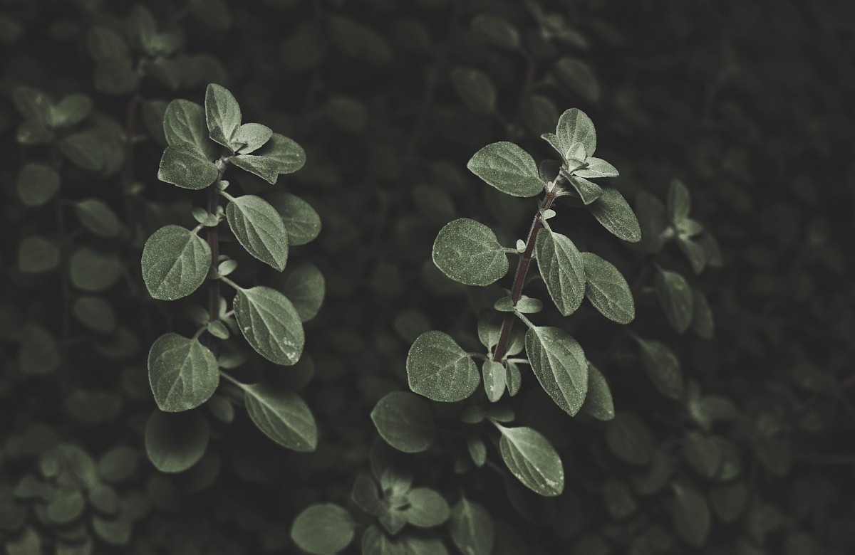 Immerse yourself in the enchanting world of nature with this striking background featuring dark, rich leaves and a vibrant plant with lush foliage. The deep greens and shadows create a captivating contrast, making it ideal for projects related to environmental themes, botanical illustrations, or as a unique backdrop for artistic displays. Perfect for use in websites, presentations, and social media posts that aim to evoke a sense of tranquility and connection to the natural world.