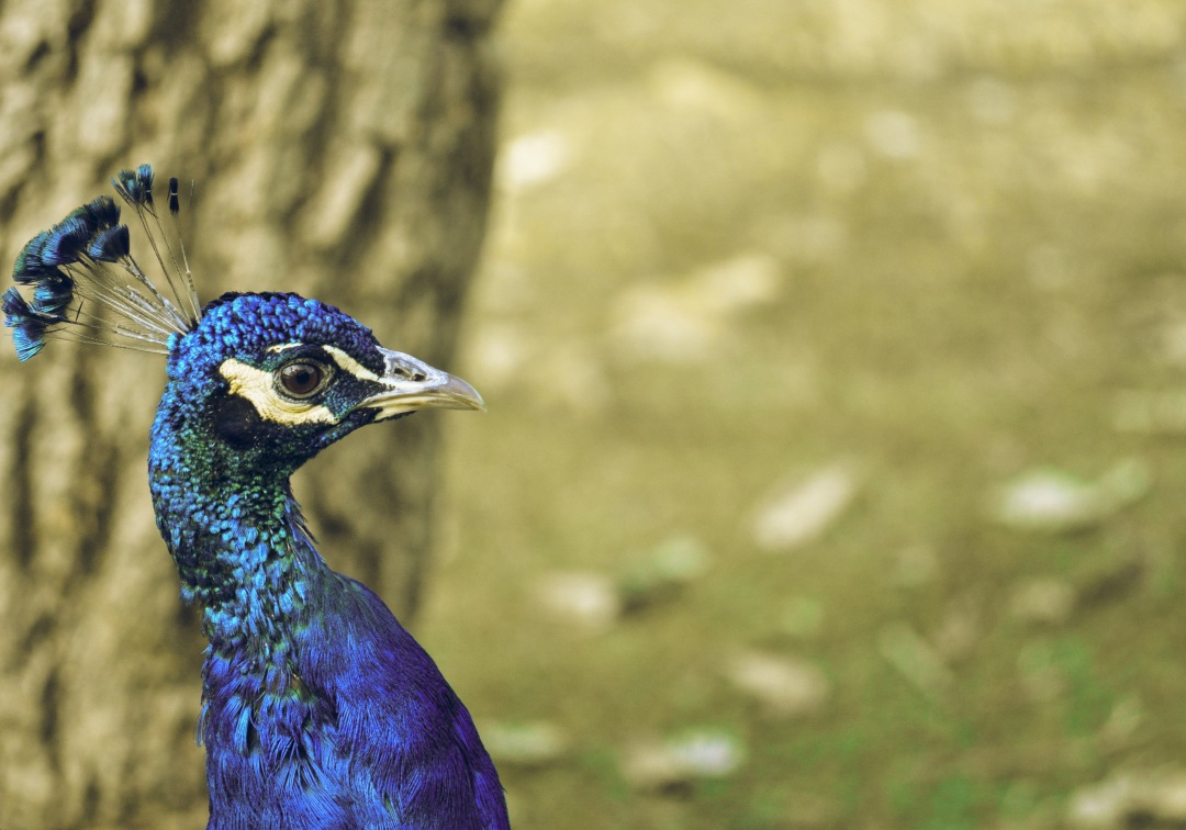Blue Peacock  looking sideways