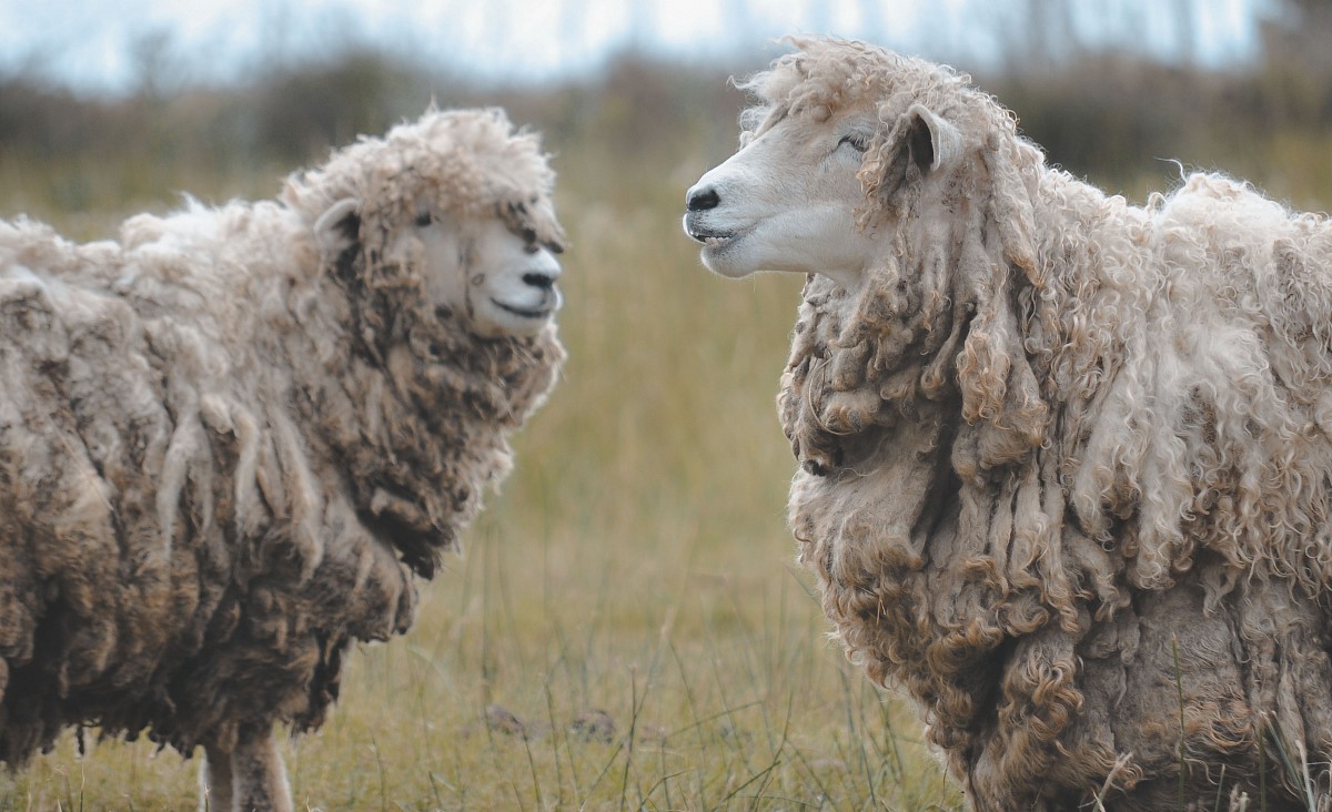 Two sheep in a field of Argentina