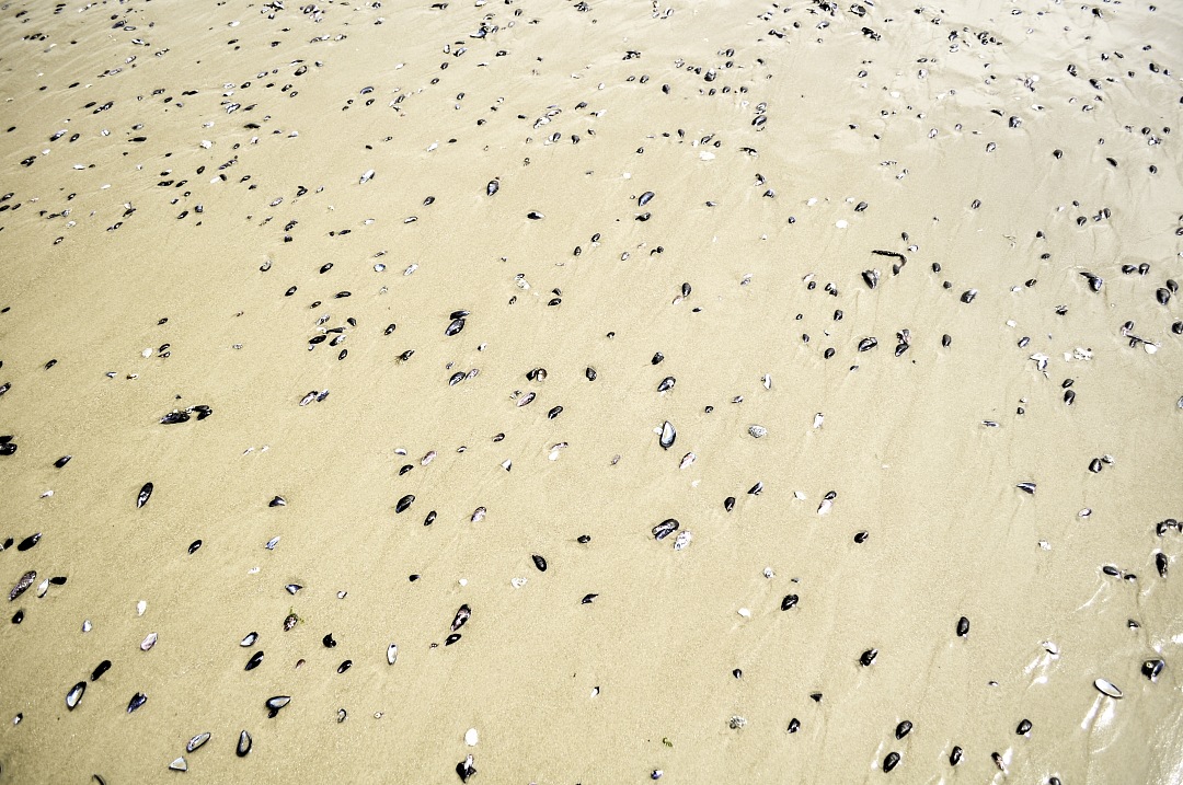 texture of snails scattered on the sand top view